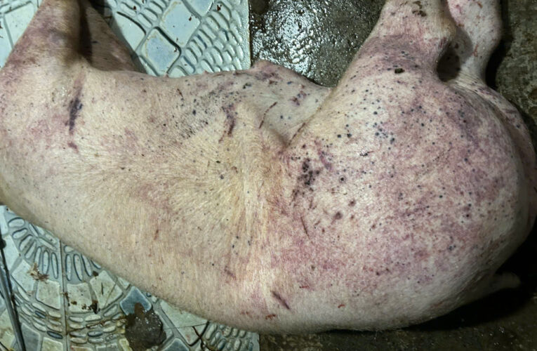 Hà Nội triệt phá đường dây tiêu thụ thịt lợn nhiễm dịch tả châu Phi